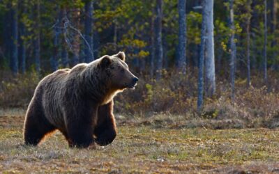 Are You “Bearly” Prepared?